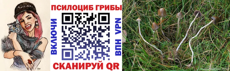 закладка  Чистополь  mega вход  Галлюциногенные грибы мицелий 